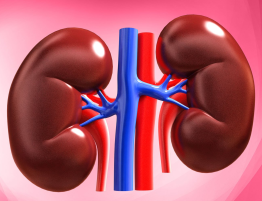 Всемирный день почки