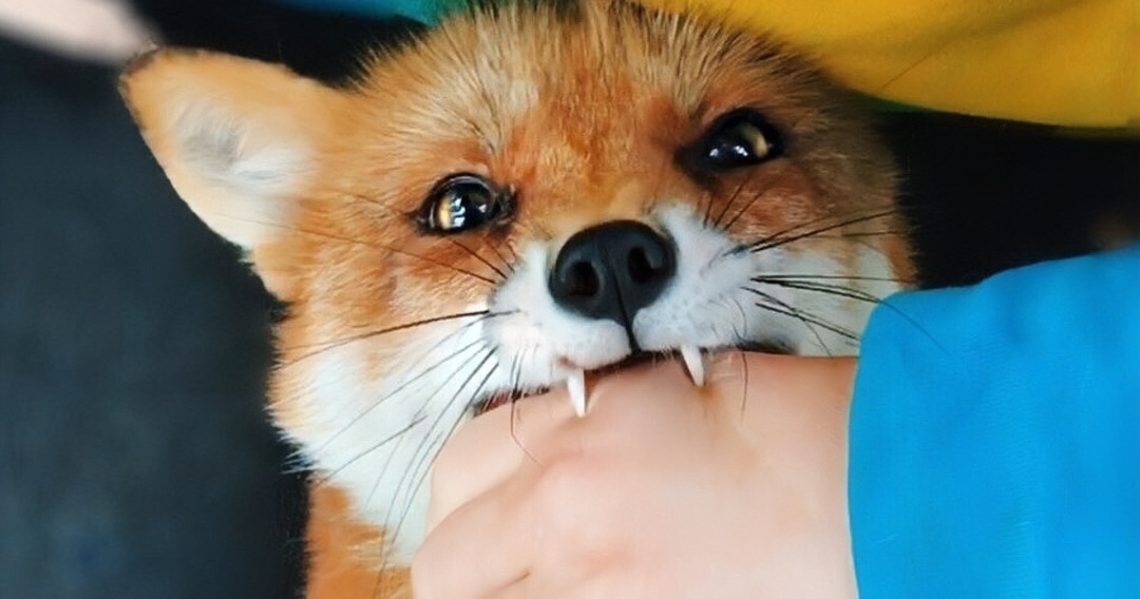 Осторожно! Бешенство