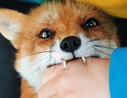 Осторожно! Бешенство